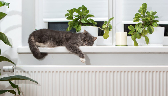 Katze auf Heizung